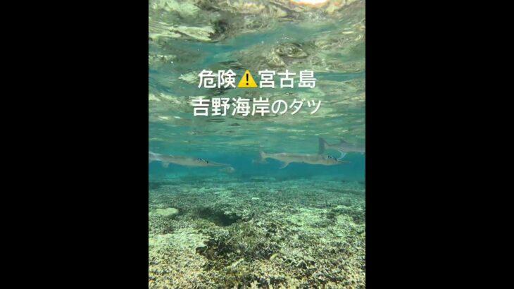 2023年 危険⚠️宮古島の吉野海岸で遭遇したダツの群です。夜は光に突撃してくるのでナイトダイビングでは要注意！！昼間でも驚いたりすると突撃してくる可能性があります。