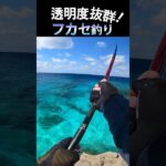 2023年 あかいらぶちぃのメスーw #釣り #fishing #ふかせ釣り #宮古島