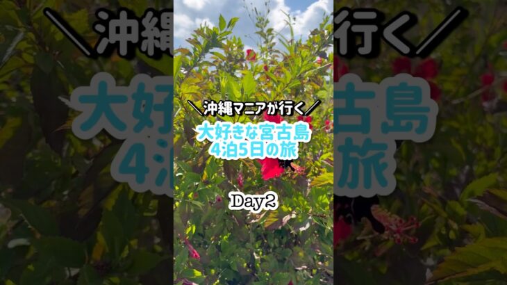 2023年 ＼沖縄マニアが行く／大好きな宮古島4泊5日の旅Day2#shorts#宮古島#沖縄