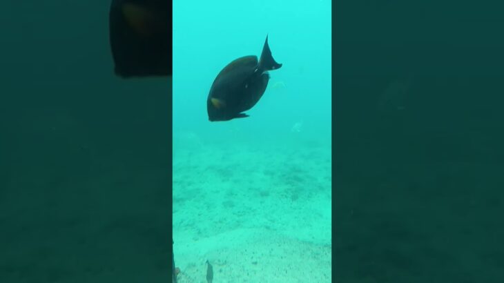 2023年 宮古島旅行⑦ 海中でロウニンアジ（GT）やウミヘビ遭遇