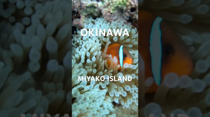 2023年 宮古島の熱帯魚達 #宮古島 #スノーケリング #tropicalfish #シュノーケリング #熱帯魚