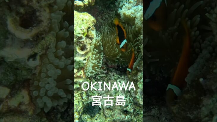 2023年 #宮古島 #スノーケリング #シュノーケリング #tropicalfish #熱帯魚