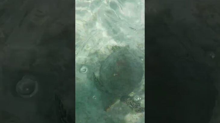 2023年 宮古島　新城海岸にて　ウミガメ発見！