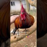 2023年 甘えん坊鶏🐓💞#セキショクヤケイ#タウチー