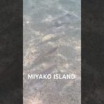 2023年 宮古島の熱帯魚達