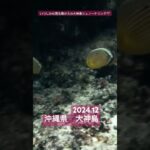 2023年 大神島シュノーケリング　宮古島から船で15分　#大神島　#宮古島　#沖縄 #旅行  #シュノーケリング