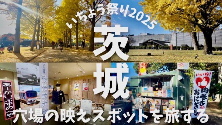 茨城県立歴史館のいちょう祭り2025 穴場でSNS映えするおすすめ観光スポットに行ってみた♪茨城観光　2025/11/15(土)