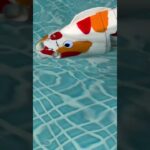 2023年 2025年11月11日