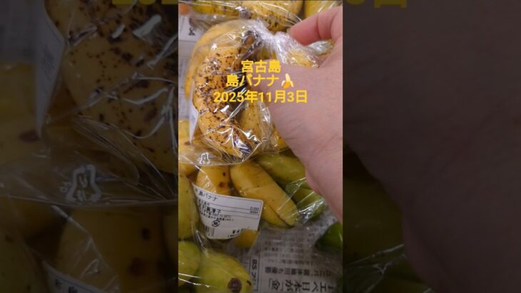 2023年 島バナナ　宮古島2025年11月3日