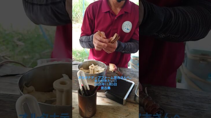 2023年 オルタナティブファーム宮古さん♫2025年11月3日宮古島　島バナナ　サトウキビ
