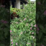 2023年 プールサイドちょうちょ　宮古島東急ホテル&リゾーツ2025/5/27