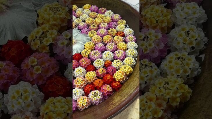 2023年 花が毎日替わる水盤　宮古島東急ホテル&リゾーツ玄関　2025/5/28