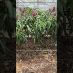 2023年 宮古島マンゴー農園を見学　2025/5/29　宮古島旅