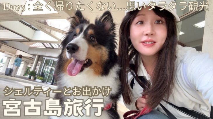 2023年 【🚙宮古島旅行3/3】愛犬と行く宮古島Day3、涙の最終日・・・行けてなかった所を急いで回る・・・！(last day at Miyako island with Sheltie!)