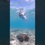 2023年 ウミガメたん4匹会えた🐢💚息継ぎかわいすぎ🥹‎ニモにも🐠🧡 #宮古島 #沖縄 #ウミガメ #japan #miyakojima #vacation #trip #travel