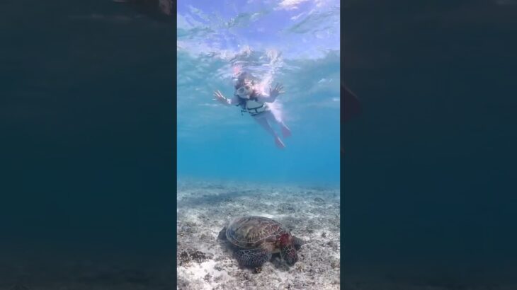 2023年 ウミガメたん4匹会えた🐢💚息継ぎかわいすぎ🥹‎ニモにも🐠🧡 #宮古島 #沖縄 #ウミガメ #japan #miyakojima #vacation #trip #travel