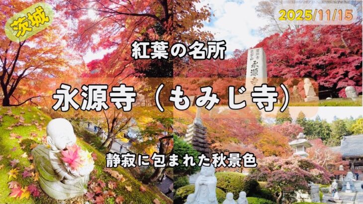 【茨城】永源寺（もみじ寺）の紅葉｜静かに楽しむ秋の寺院風景【BGMのみ】