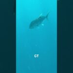 2023年 ロウニンアジ GT #fishing #fish #浪人#宮古島 #gta #japan #高市早苗#クマ