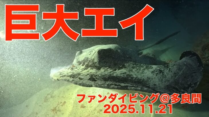 2023年 ファンダイビング＠多良間（沖縄：宮古郡）　ダイブNo.330、331　4K