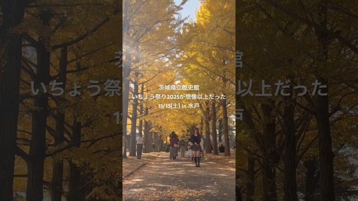 茨城観光　秋のSNS映えスポット「茨城県立歴史館」いちょう祭り2025が想像以上に凄かった！2025/11/15(土) #茨城県　#映えスポット  #水戸市　＃茨城観光