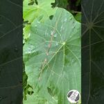 2023年 宮古島のフラッグシップ⁉ アマミトガリナナフシ Tねの宮古島一人旅① #沖縄  #生き物　#昆虫　#ナナフシ　#宮古島　#okinawa #stickbug