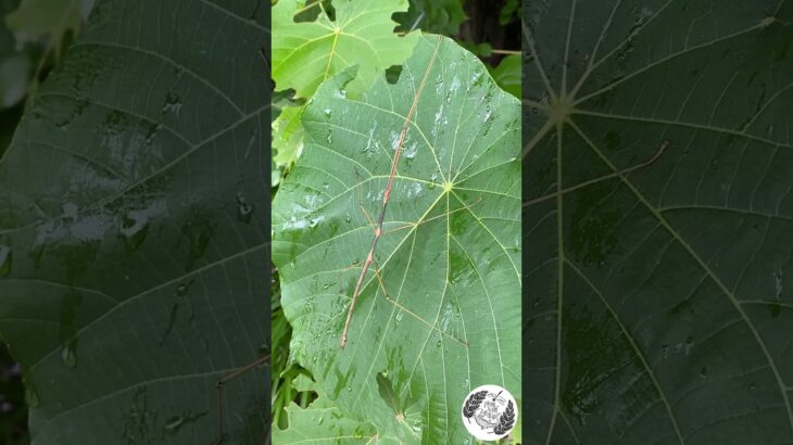 2023年 宮古島のフラッグシップ⁉ アマミトガリナナフシ Tねの宮古島一人旅① #沖縄  #生き物　#昆虫　#ナナフシ　#宮古島　#okinawa #stickbug