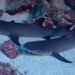 2023年 【WITH山口　山口県のダイビングスクール】宮古島ツアーに行ってきました。洞窟いがいにいも、たくさんの素敵な生き物に会えましたよ。