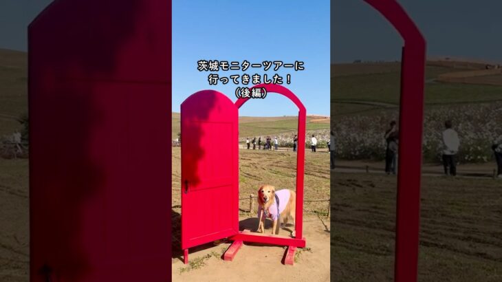 【茨城ツアー(後編)】愛犬と一緒に茨城のグルメと自然を満喫！茨城モニターツアーに行ってきました！ #ペットとお出かけ #ペットと旅行 #ペットと泊まれる宿 #ペット同伴ok #休日いぬ部 #茨城