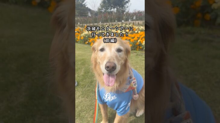 【茨城ツアー(前編)】愛犬と一緒に茨城のグルメと自然を満喫！茨城モニターツアーに行ってきました！ #ペットとお出かけ #ペットと旅行 #ペットと泊まれる宿 #ペット同伴ok #休日いぬ部 #茨城