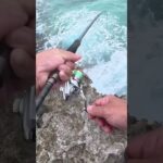 2023年 #宮古島#short #fishing #釣り