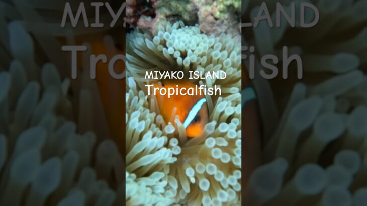 2023年 #スノーケリング #宮古島 #tropicalfish #シュノーケリング