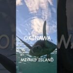 2023年 #turtle #スノーケリング #宮古島 #アオウミガメ #シュノーケリング