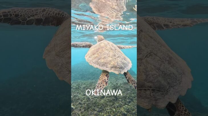 2023年 #turtle #宮古島 #スノーケリング #ウミガメ #シュノーケリング