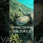 2023年 #turtle #宮古島 #スノーケリング #ウミガメ #シュノーケリング