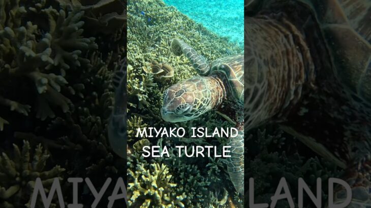 2023年 #turtle #宮古島 #スノーケリング #ウミガメ #シュノーケリング