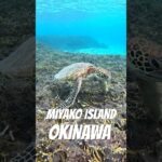 2023年 #turtle #宮古島 #スノーケリング #ウミガメ #シュノーケリング