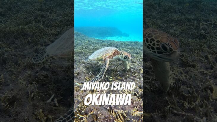 2023年 #turtle #宮古島 #スノーケリング #ウミガメ #シュノーケリング