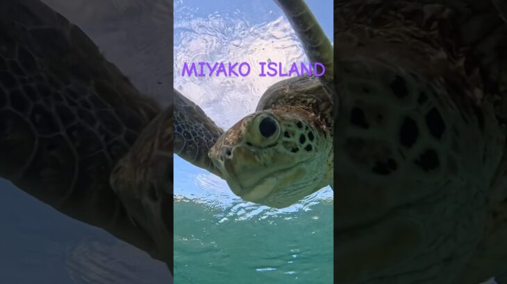 2023年 #宮古島 #turtle #ウミガメ