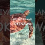 2023年 #turtle #宮古島 #スノーケリング