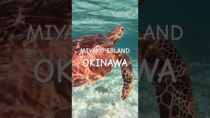 2023年 #turtle #宮古島 #スノーケリング