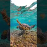 2023年 turtle eating leaf #sea #ocean #seaturtle #turtle #宮古島#mostbeautiful #wold