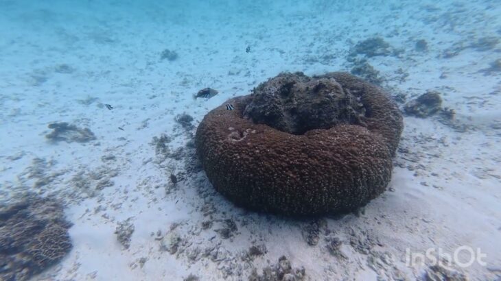 2023年 宮古島新城海岸ドローン&シュノーケルリング