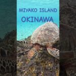 2023年 宮古島のアオウミガメ