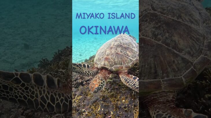 2023年 宮古島のアオウミガメ