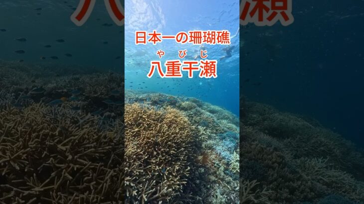 2023年 日本一の珊瑚礁　#ダイビング  #宮古島 #八重干瀬