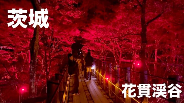【茨城観光】花貫渓谷の紅葉ライトアップが美しかった。