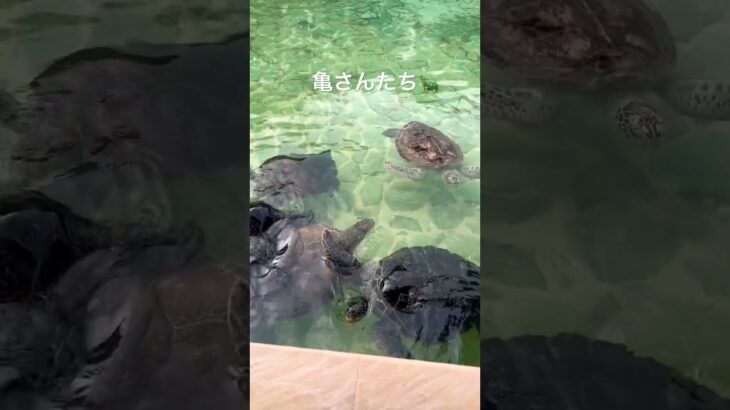 2023年 【宮古島】シギラベイサイドスイート　アラマンダ　#亀に餌やり #沖縄旅行 #宮古島