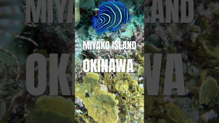 2023年 宮古島の熱帯魚🐠