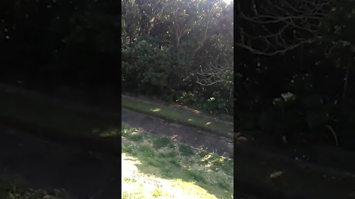 2023年 宮古島のトンボが大量乱舞　　碧義