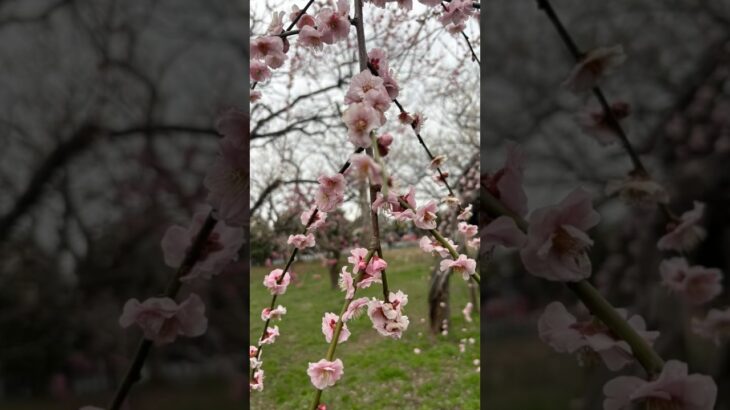 【偕楽園】観光紹介